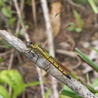 Orthetrum luzonicum Brauer, 1868